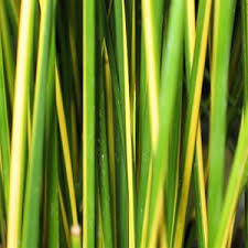 Attēlu rezultāti vaicājumam “Juncus stygius”