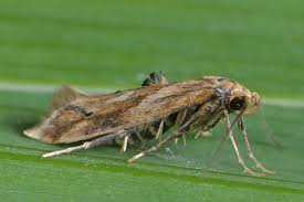 Attēlu rezultāti vaicājumam “Epermenia falciformis”