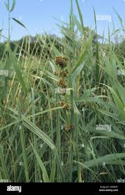 Attēlu rezultāti vaicājumam “Cladium mariscus bud”