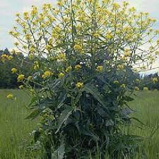 Attēlu rezultāti vaicājumam “Bunias orientalis bud”
