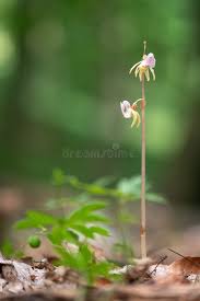 Attēlu rezultāti vaicājumam “Epipogium aphyllum flower”