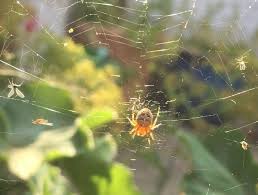 Attēlu rezultāti vaicājumam “Araneus diadematus”