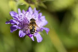 Image result for Knautia dipsacifolia