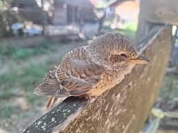 Attēlu rezultāti vaicājumam “Muscicapa striata juvenile”