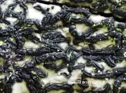 Attēlu rezultāti vaicājumam “Opegrapha atra”