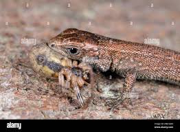 Attēlu rezultāti vaicājumam “Lacerta vivipara juvenile”