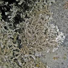 Attēlu rezultāti vaicājumam “Anaptychia ciliaris”