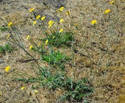 Attēlu rezultāti vaicājumam “Hypochaeris radicata bud”