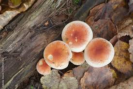 Attēlu rezultāti vaicājumam “Hypholoma lateritium”