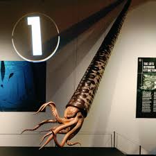 Attēlu rezultāti vaicājumam “Endoceras”