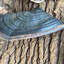 Attēlu rezultāti vaicājumam “Phellinus populicola”