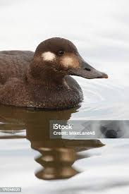 Attēlu rezultāti vaicājumam “Melanitta fusca”