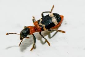 Attēlu rezultāti vaicājumam “Cleridae”