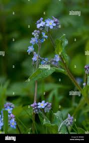 Attēlu rezultāti vaicājumam “Myosotis sylvatica flower”