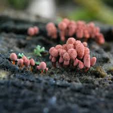 Attēlu rezultāti vaicājumam “Arcyria denudata macro”