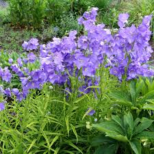 Image result for Campanula persicifolia