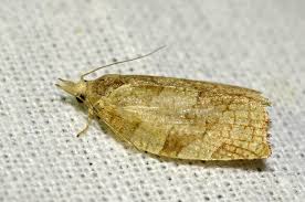 Attēlu rezultāti vaicājumam “Pandemis corylana”