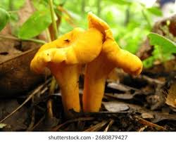 Attēlu rezultāti vaicājumam “Cantharellus cibarius”