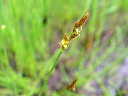 Attēlu rezultāti vaicājumam “Carex dioica male flower”