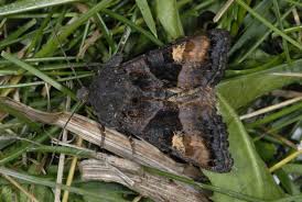 Attēlu rezultāti vaicājumam “Euplexia lucipara”