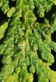 Attēlu rezultāti vaicājumam “Thuja occidentalis leaf”