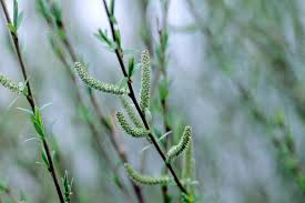 Attēlu rezultāti vaicājumam “Salix purpurea leaf”
