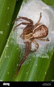 Attēlu rezultāti vaicājumam “Xysticus ulmi”