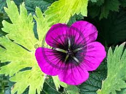 Image result for Geranium `Sandrine`