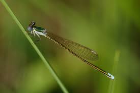 Attēlu rezultāti vaicājumam “Nehalennia speciosa”