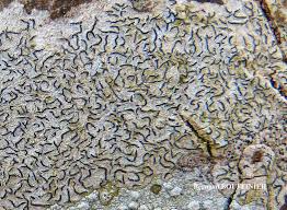 Attēlu rezultāti vaicājumam “Graphis scripta”