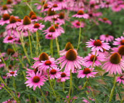 Image result for roter Sonnenhut