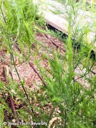 Attēlu rezultāti vaicājumam “Asparagus officinalis”