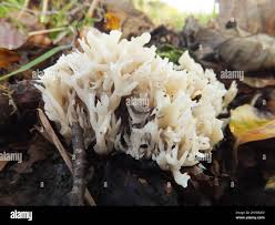 Attēlu rezultāti vaicājumam “Clavulina coralloides”