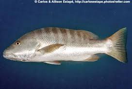 Image result for Lutjanus novemfasciatus