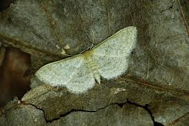 Attēlu rezultāti vaicājumam “Idaea sylvestraria”