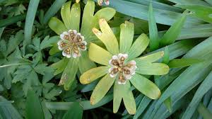 Attēlu rezultāti vaicājumam “Eranthis hyemalis”