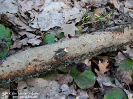 Attēlu rezultāti vaicājumam “Vuilleminia comedens”