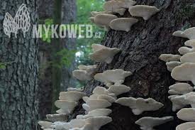 Attēlu rezultāti vaicājumam “Climacocystis borealis”