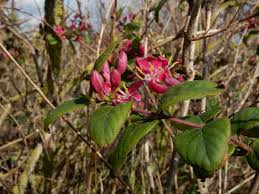 Attēlu rezultāti vaicājumam “Lonicera xylosteum bud”