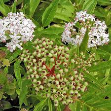 Attēlu rezultāti vaicājumam “Sambucus”