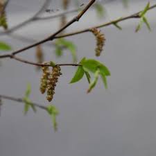 Attēlu rezultāti vaicājumam “Carpinus betulus female flower”