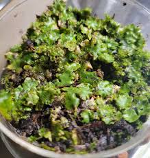 Attēlu rezultāti vaicājumam “Tritomaria exsectiformis”