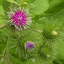 Attēlu rezultāti vaicājumam “Arctium lappa fruit”