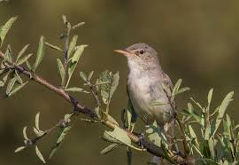 Image result for Hippolais olivetorum