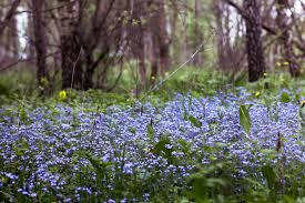 Attēlu rezultāti vaicājumam “Myosotis”