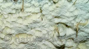 Attēlu rezultāti vaicājumam “Skeletocutis odora”