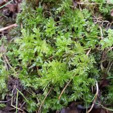 Attēlu rezultāti vaicājumam “Plagiomnium undulatum sporophyte”