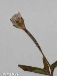 Attēlu rezultāti vaicājumam “Epilobium palustre flower”