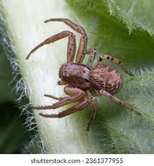 Attēlu rezultāti vaicājumam “Xysticus ulmi adult”