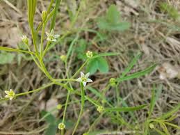 Attēlu rezultāti vaicājumam “Thesium ebracteatum”